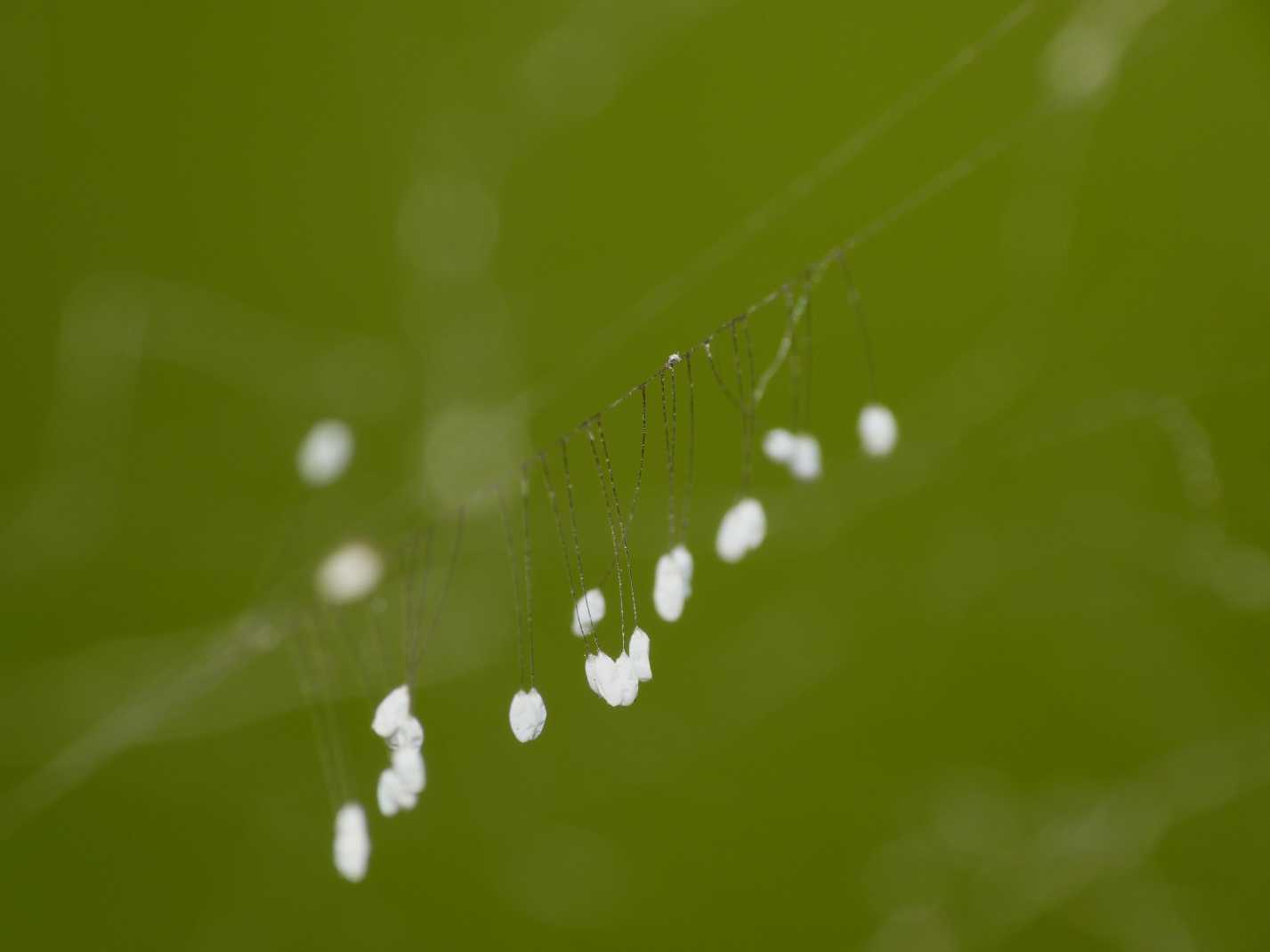 Uova di Mantispidae su una ragnatela